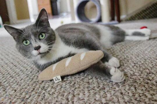 Cat with outlet baguette